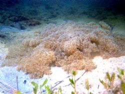 Check out ths huge Upside Down Jelly. Coconut Island, Nik... by Chris Lawford 